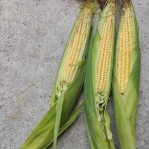Corn